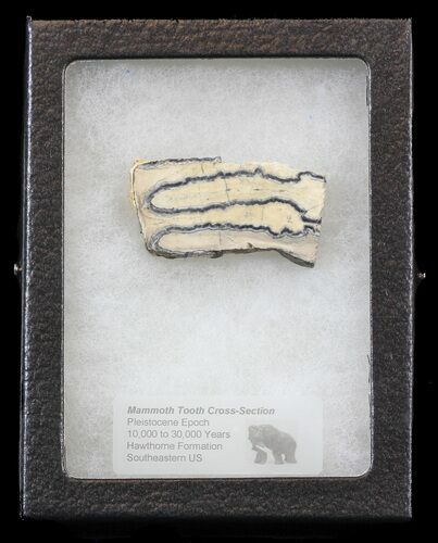 Mammoth Molar Slice - South Carolina #44076
